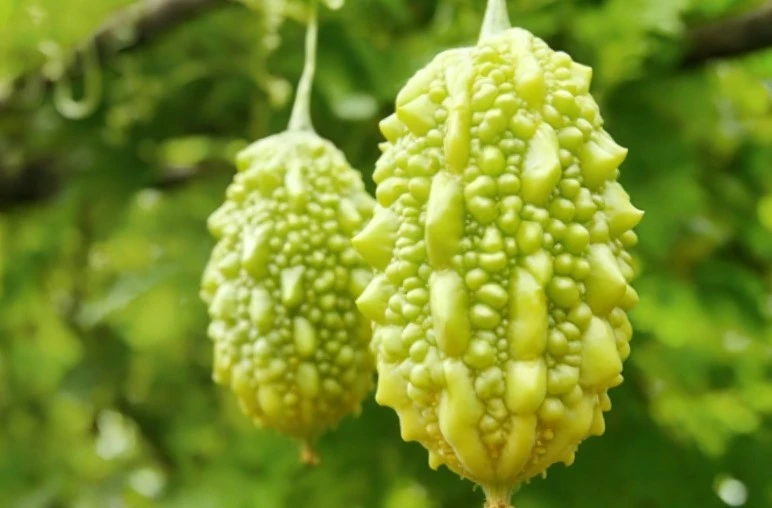 Bitter Melon Peptide Regulate Blood Sugar Bitter Melon Peptide Regulate Blood Sugar